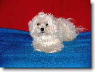 Maltese