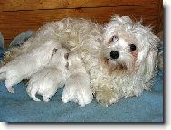 Maltese
