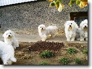 Maltese