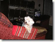 Maltese