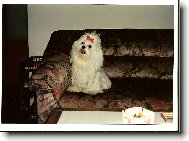Maltese