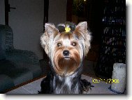 Jork��rsk� terier, Yorkshire Terrier,