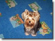 Jork��rsk� terier, Yorkshire Terrier,