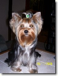Jork��rsk� terier, Yorkshire Terrier,