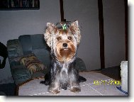 Jork��rsk� terier, Yorkshire Terrier,
