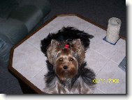 Jork��rsk� terier, Yorkshire Terrier,