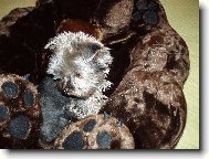 Jork��rsk� terier, Yorkshire Terrier,