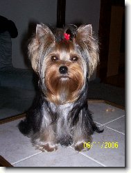 Jork��rsk� terier, Yorkshire Terrier,
