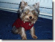 Jork��rsk� terier, Yorkshire Terrier,