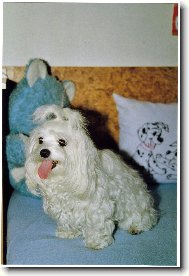 Maltese