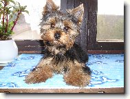 Jork��rsk� terier, Yorkshire Terrier,