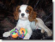 Cavalier King Charles Spaniel