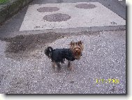 Jork��rsk� terier, Yorkshire Terrier,