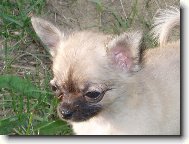 Chihuahua