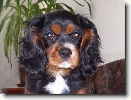 Cavalier King Charles Spaniel
