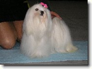Maltese