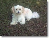 Maltese