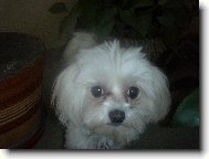 Maltese