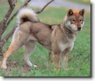 Shikoku-Inu