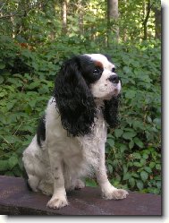 Cavalier King Charles Spaniel