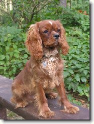 Cavalier King Charles Spaniel