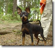 PRAGUE RATTER