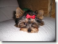 Jork��rsk� terier, Yorkshire Terrier,