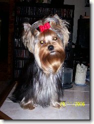 Jork��rsk� terier, Yorkshire Terrier,