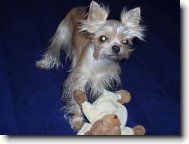 Jork��rsk� terier, Yorkshire Terrier,