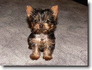 Jork��rsk� terier, Yorkshire Terrier,