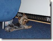 Jork��rsk� terier, Yorkshire Terrier,