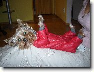 Jork��rsk� terier, Yorkshire Terrier,