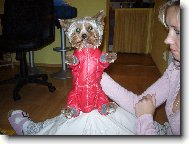 Jork��rsk� terier, Yorkshire Terrier,