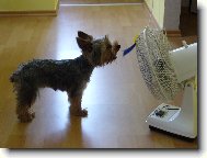 Jork��rsk� terier, Yorkshire Terrier,