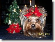 Jork��rsk� terier, Yorkshire Terrier,
