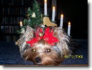 Jork��rsk� terier, Yorkshire Terrier,