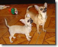Chihuahua
