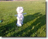 Maltese