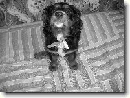 Cavalier King Charles Spaniel