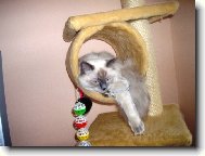 Ragdoll