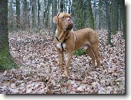 Dogue de Bordeaux