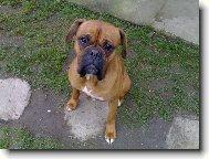 Deutscher Boxer