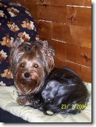 Jorkšírský terier, Yorkshire Terrier,