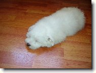 Maltese