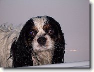 Cavalier King Charles Spaniel