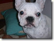 Bouledogue francais, French Bulldog