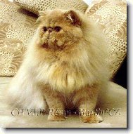Persian cat