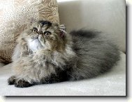 Persian cat