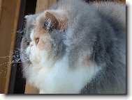 Persian cat