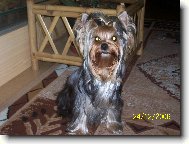 Jorkšírský terier, Yorkshire Terrier,